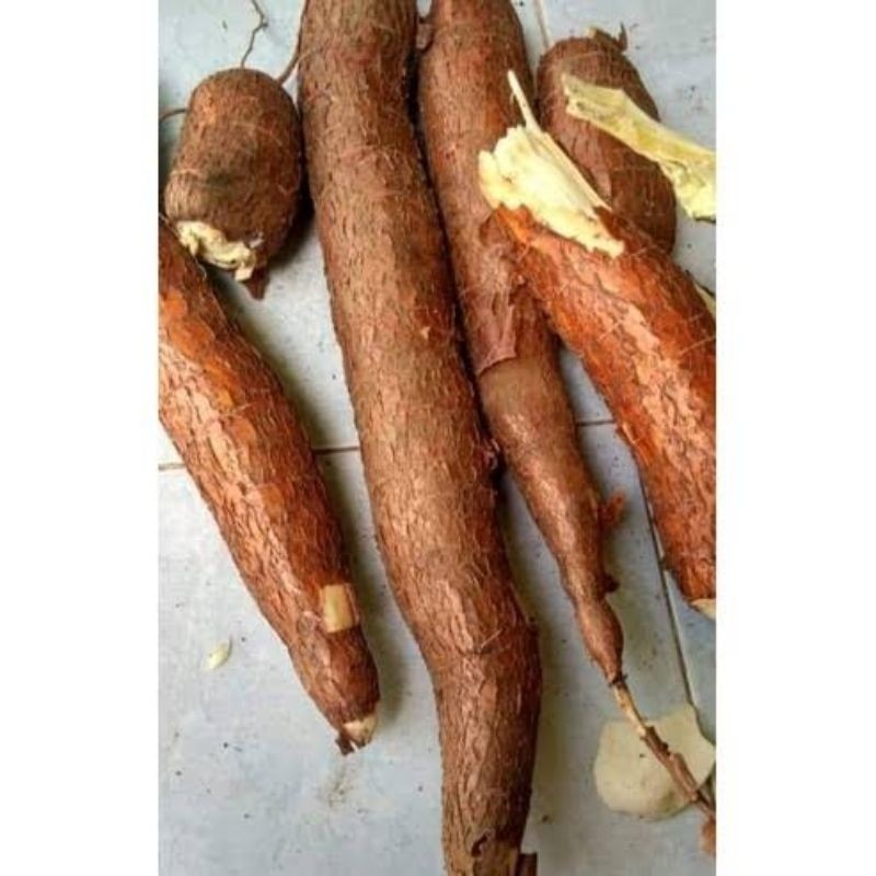 

singkong mentega kuning super berkualitas kondisi Segar isi 1 KG [ GOS ] Herbal Store_28