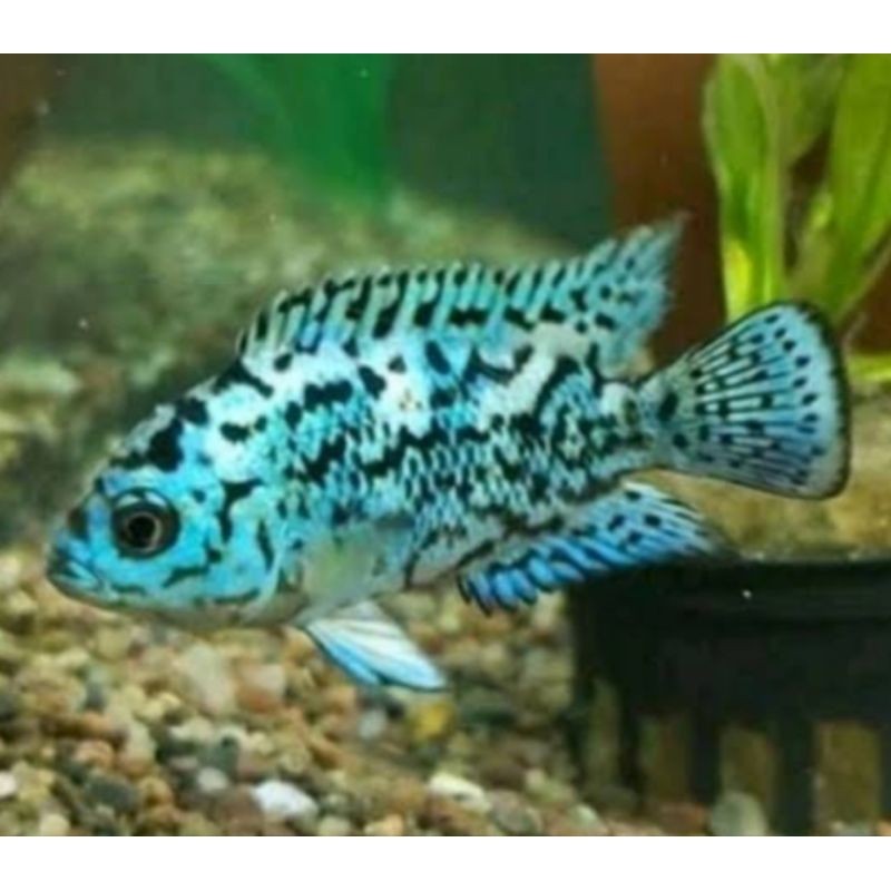 hiasan aquascape,EBJD blujack