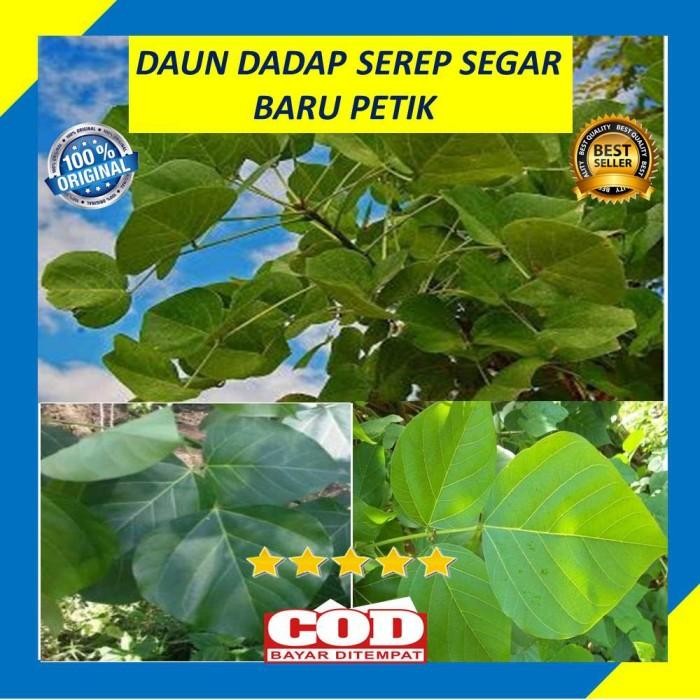 

Daun Dadap Serep Segar 250 Gram
