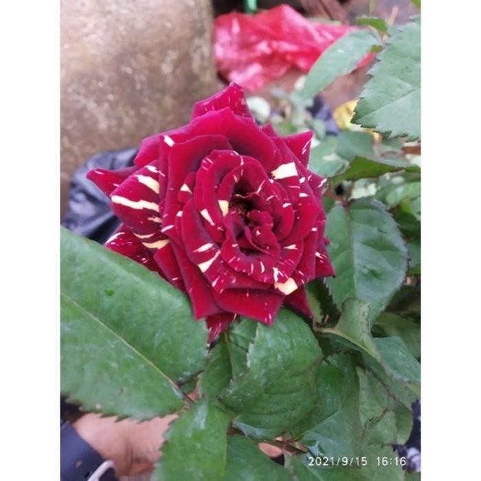 Cod TANAMAN HIAS HIDUP MAWAR MERAH MAROON//MAWAR IMPORT