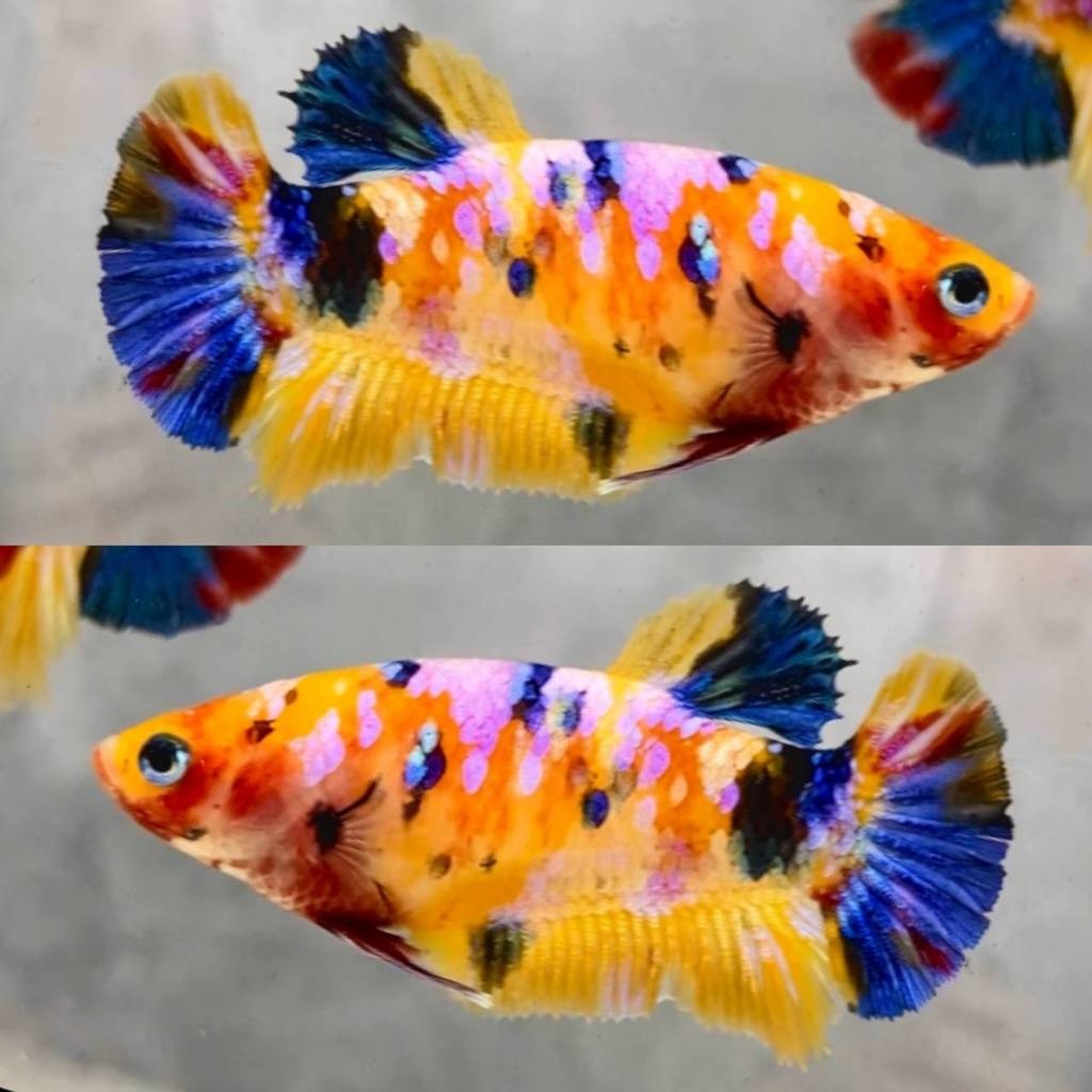 GANCI Yellow Multi Top Grade Cupang Fancy Cooper 15K