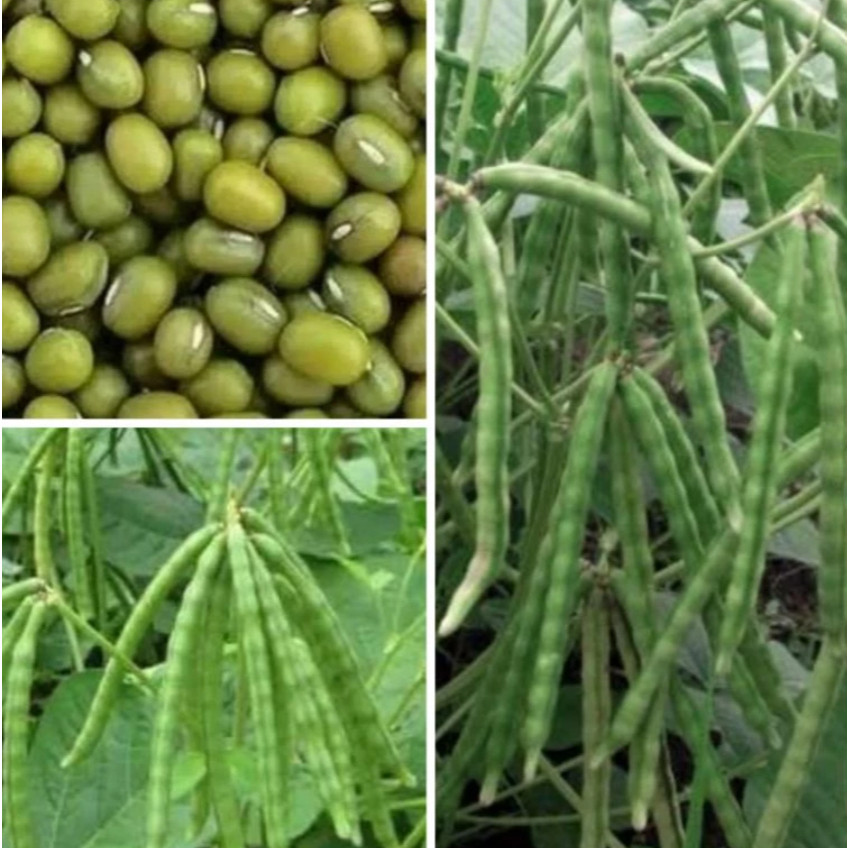 MKS BENIH KACANG HIJAU VIMA