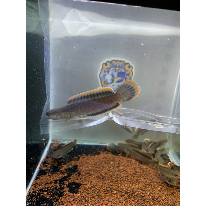 hobi limbata rim tebal