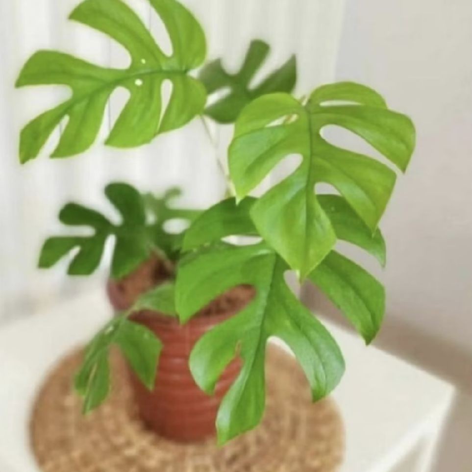 Pohon Monstera Mini/ Tanaman Monstera Mini/ Tanaman Hias Monstera Mini/ Tanaman Hias Indoor