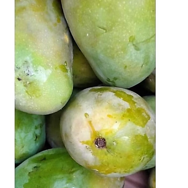 Buah mangga gadung 1 kg