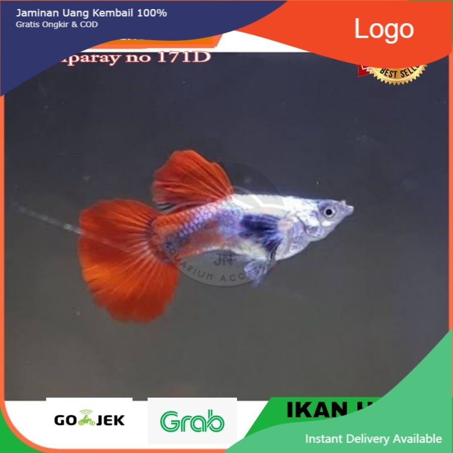 IKAN HIAS GUPPY PRTD / IKAN HIAS AIR TAWAR AQUARIUM