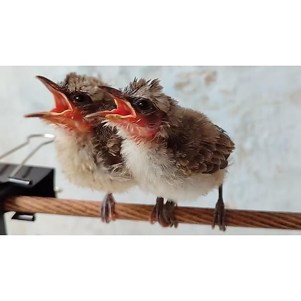 BURUNG TRUCUk Jatim Anak LOLOHAN pilihan satuan