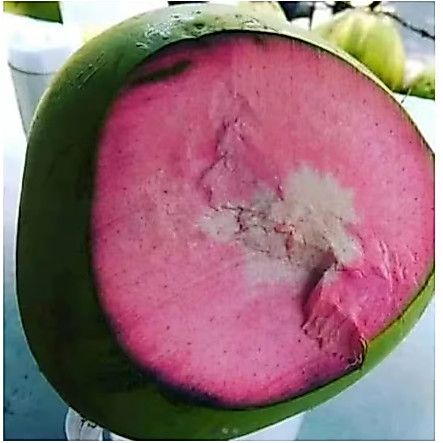 Kelapa hijau wulung /degan hijau wulung / obat alami