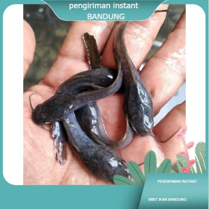 bibit / benih ikan lele ukuran 7-8 cm per ekor  GROSIR BANDUNG PER EKOR TERDEKAT