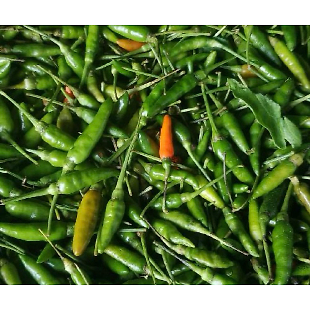 cabe kecil hijau/lombok hijau kecil/lombok fresh/cabe instan