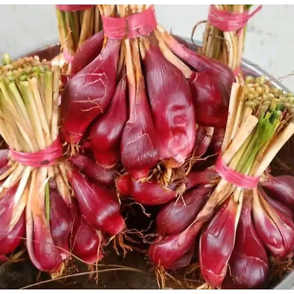 bawang dayak basah segar 1kg