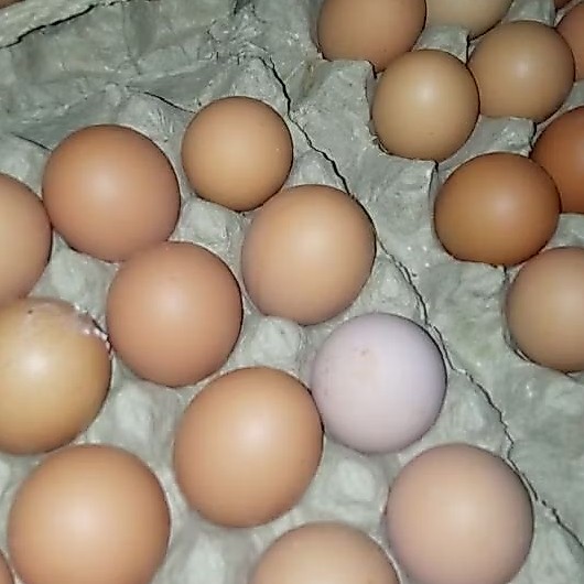 Telur ayam ras, Telur Ayam Negeri