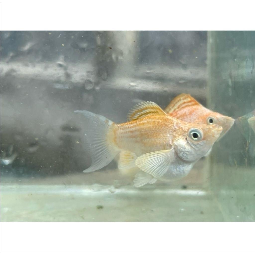 Molly Merpati Balon ( size 2-3cm ) - Dekorasi akuarium aquascape