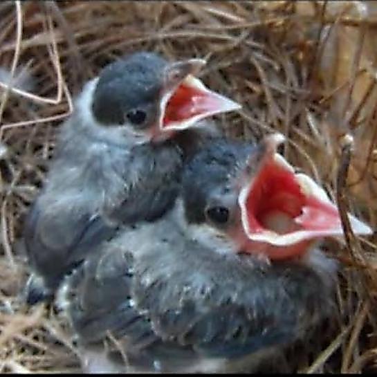 Anakan Lolohan Burung Kutilang Pilihan