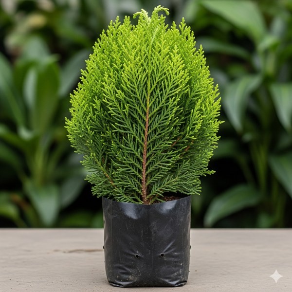 bibit tanaman hias cemara kipas - tanaman pembatas - bahan untuk bonsai - penahan angin - bunga tama