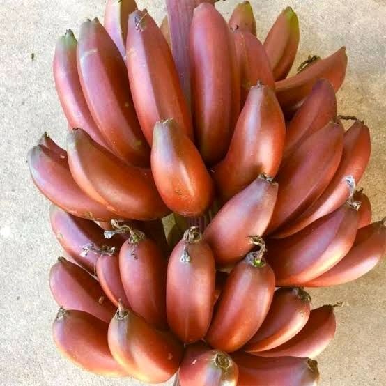 

Pisang Merah 1 Sisir / Pisang Gendis Makanan Segar- Buah Sejuta Manfaat Manis Frozen Gula Zuriat