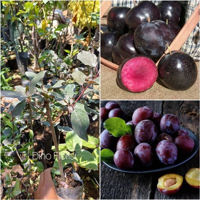 Bibit Tanaman Buah Plum Ungu - Purple Leaf Plum