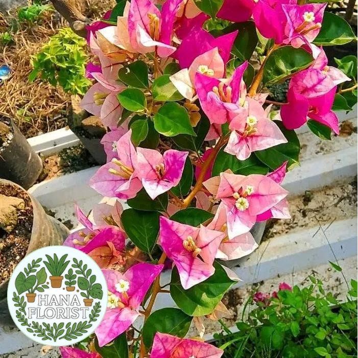 ( BISA BAYAR DI TEMPAT ) tanaman hias Bougenville golden row original