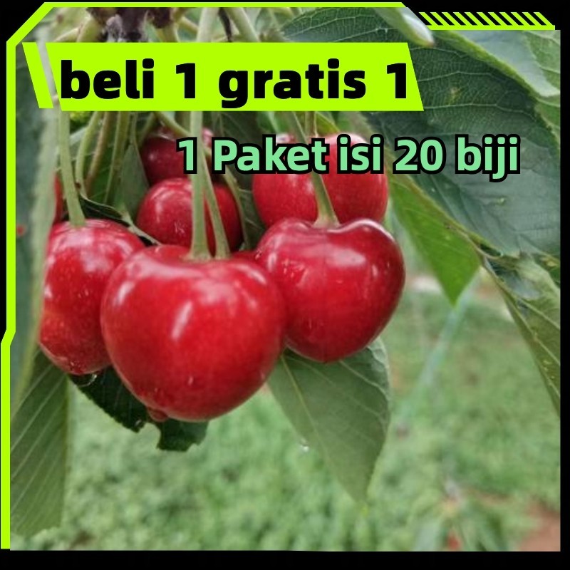 Beli 1 dapat 1 gratis paket isi 20biji Kemasan Original | Benih Biji Buah Cherry | Black Cherry | Ce