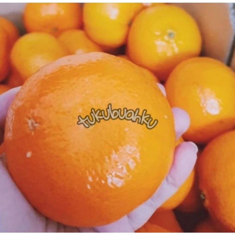 

JERUK MURCOT IMPORT MANIS FRESH 1 KG