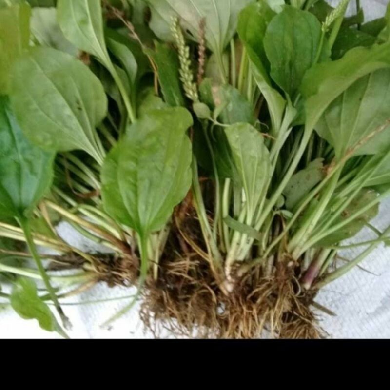 

Daun Ki Urat 1kg Ki Sendok FRESH