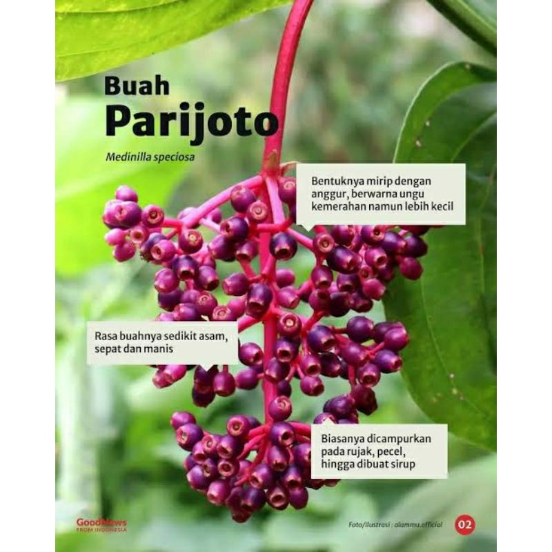 

buah Parijoto muria, promil alami ,fresh di petik dari kebun sendiri