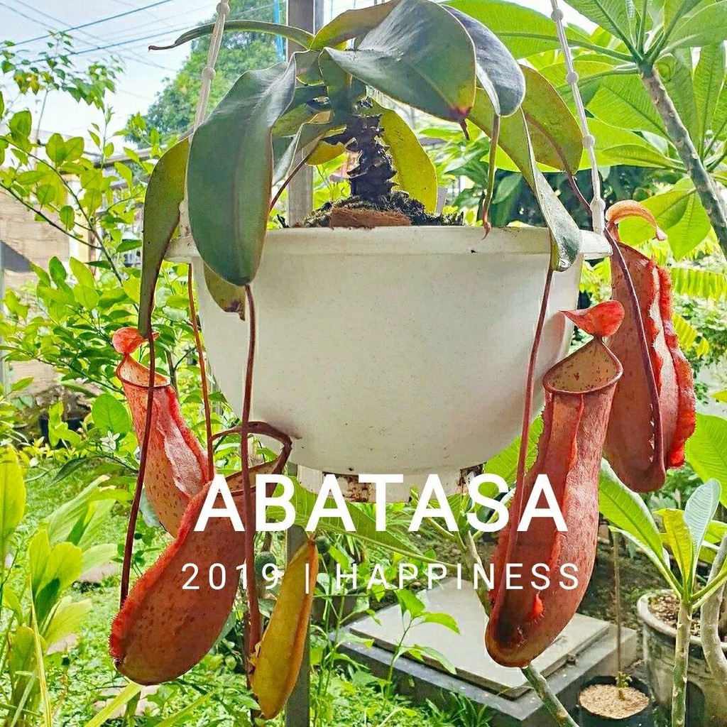 Tanaman Hias Kantong Semar Tanaman Karnivora - Nepenthes