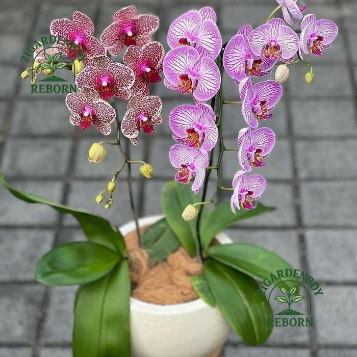 (SIAP BERBUNGA) Anggrek Bulan Jumbo Belum Berbunga Tanaman Hias Anggrek Bulan JUMBO