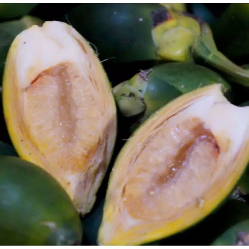 

1kg Buah Pinang Muda Segar-jambe muda fresh COD Lembur_kuring