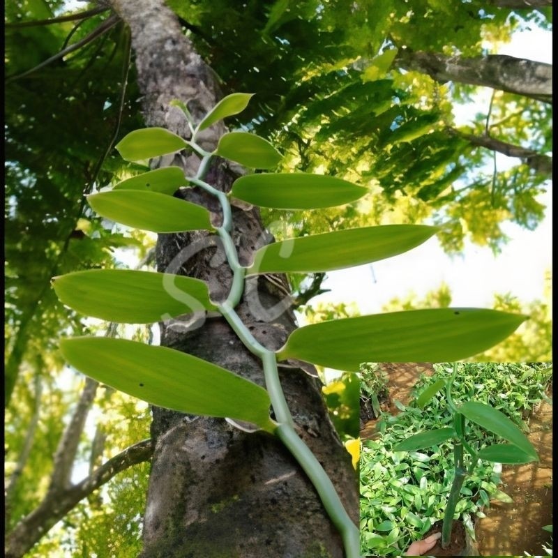 Vanili Planifolia Super Unggul 1Meter/Bibit Vanili Planifolia Siap Tanam