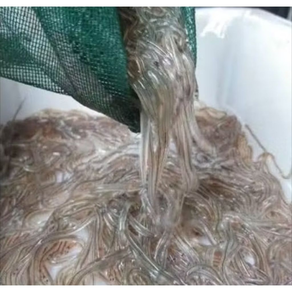 Bibit Glass Eel2 Ikan Sidat 50 ekor - Benih Ikan Sidat Unggul Siap Budidaya