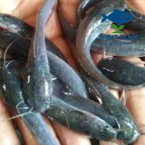 Bibit / benih ikan lele ukuran 8 - 9 cm per ekor / bibit ikan di bandung khusus intsan / BIDB
