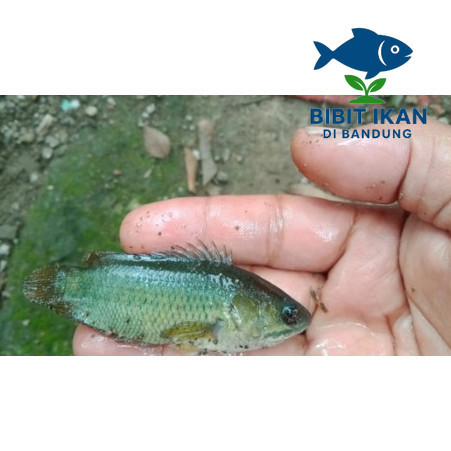 bibit ikan betok / papuyu ukuran 1  - 2 jari Per ekor / Betok, puyu, bato, harfan atau betik