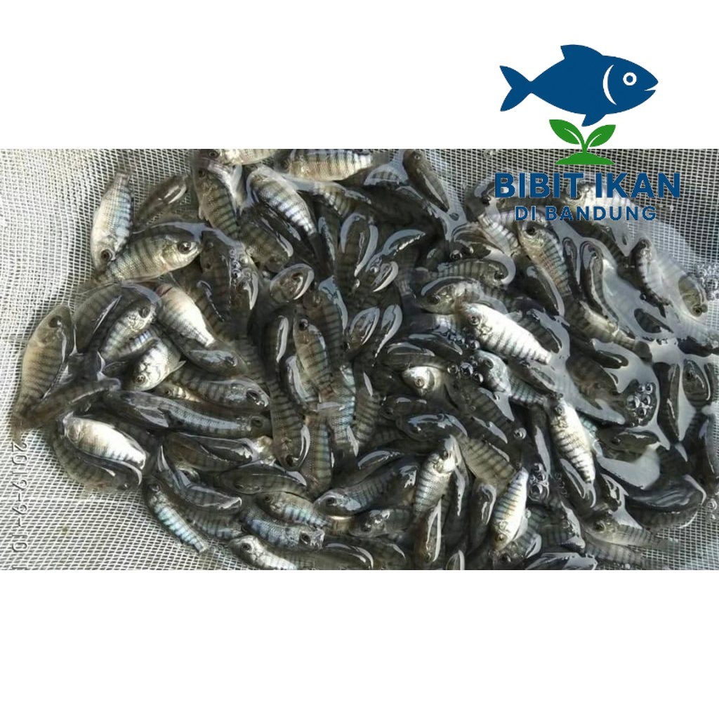 Bibit / benih ikan Nila Hitam ½  jari  Per Ekor