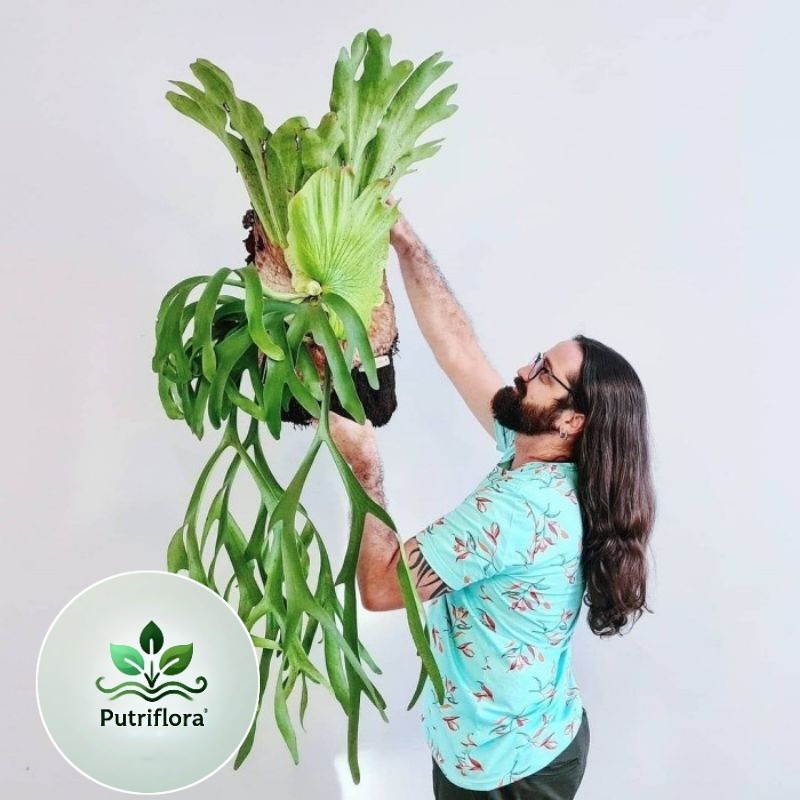 (PROMO) Kadaka tanduk rusa (Platycerium bifurcatum) / paku tanduk rusa simbar / willinckii tanduk ru