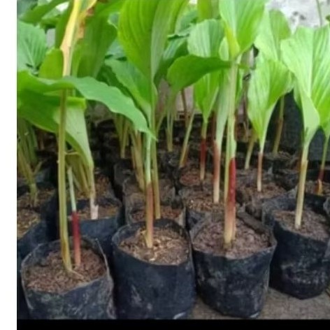 bibit kunir hitam asli I. Sejahtera