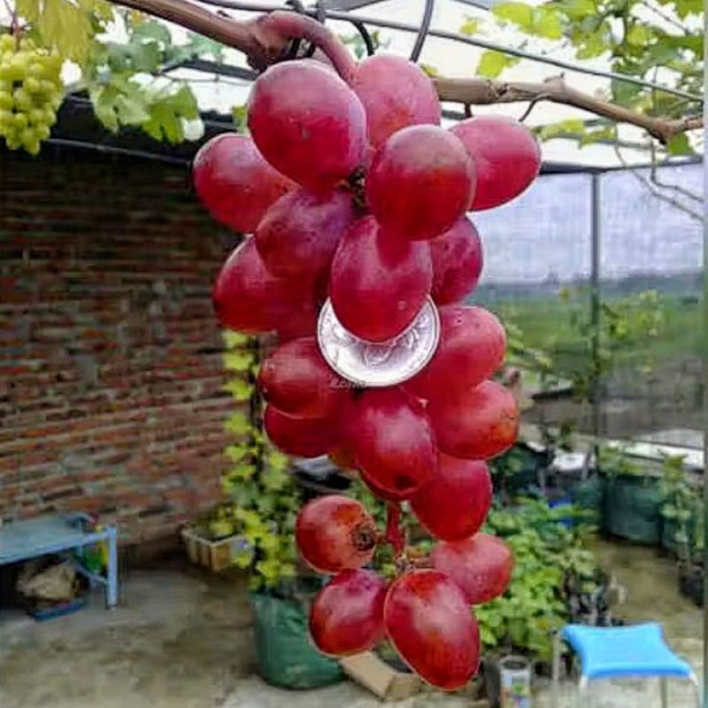 Bibit Anggur Import Nina Queen Ukraina Valid Cepat Berbuah & Manis