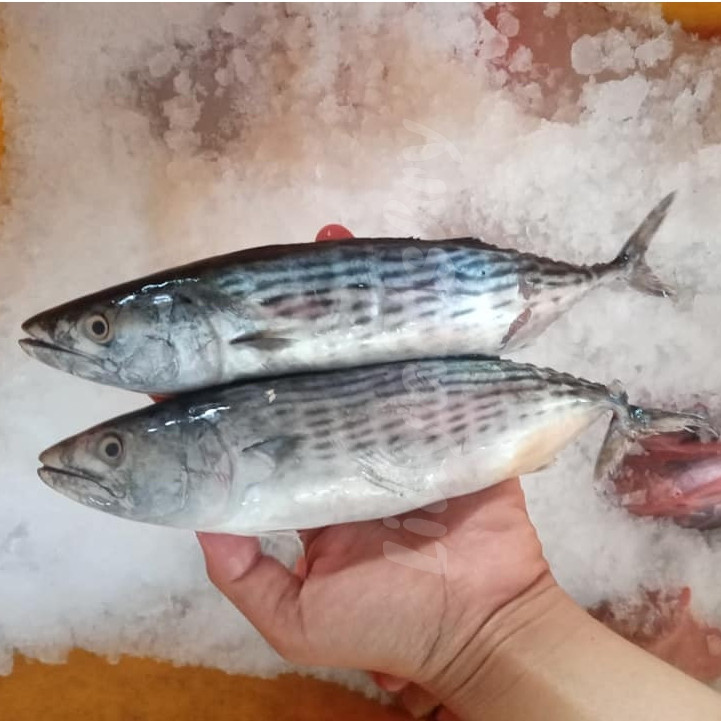 Ikan Tongkol Segar 1Kg Ikan Tongkol Tongri Ikan Tongkol Tenggiri Seafood Ikan Laut Ikan Segar