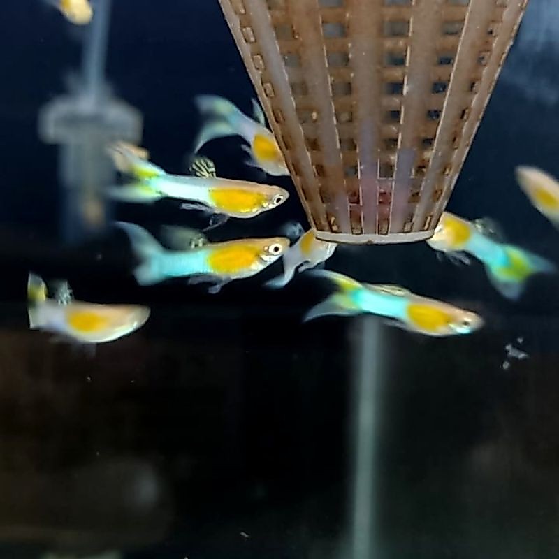 GUPPY JAPAN BLUE DOUBLE SWORD perpasang