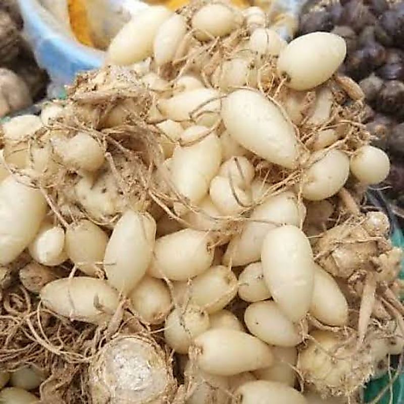 KUNYIT PUTIH ASLI  / KUNYIT GOMBYOK 1kg / KUNYIT PUTIH SEGAR
