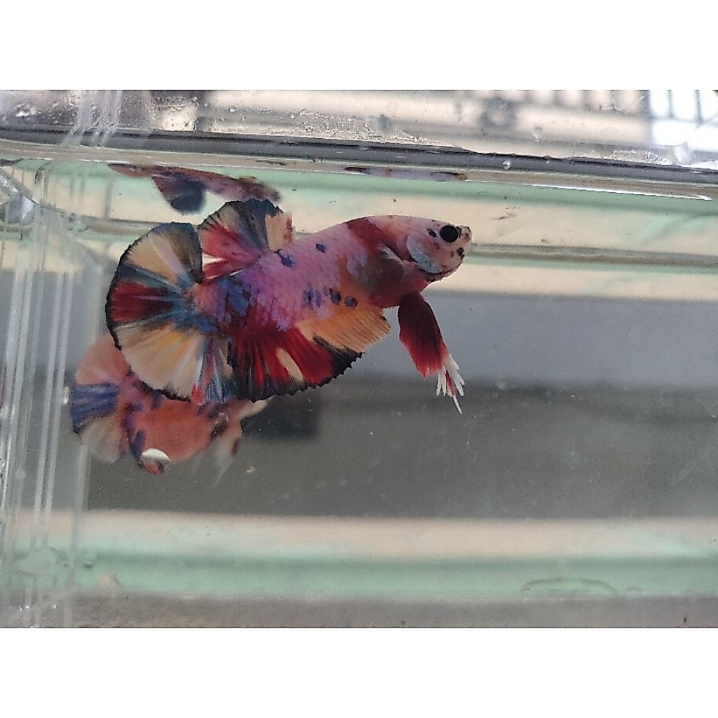 obat Ikan Cupang HMPK Multicolor