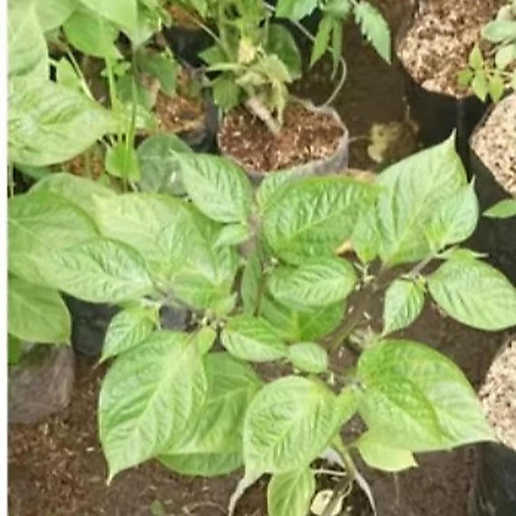 Bibit tanaman cabe gendot