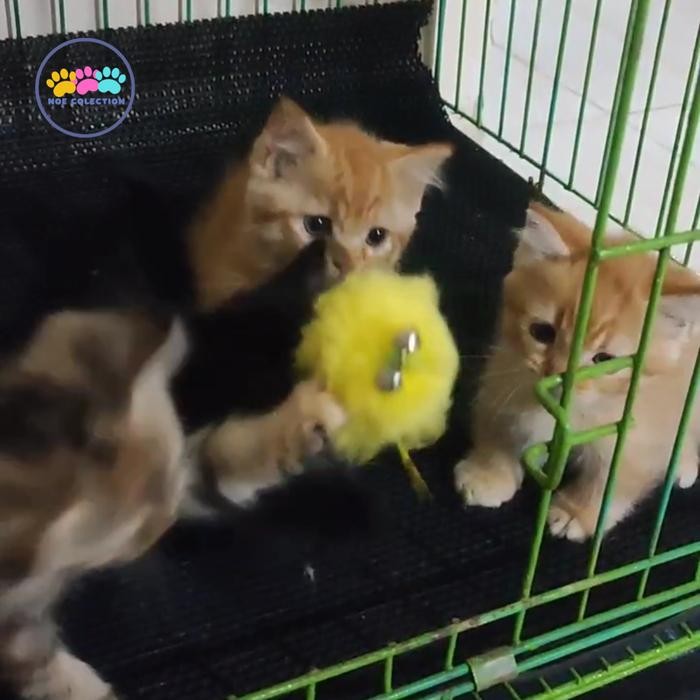 Kucing munchkin jantan dan betina lucu murmer