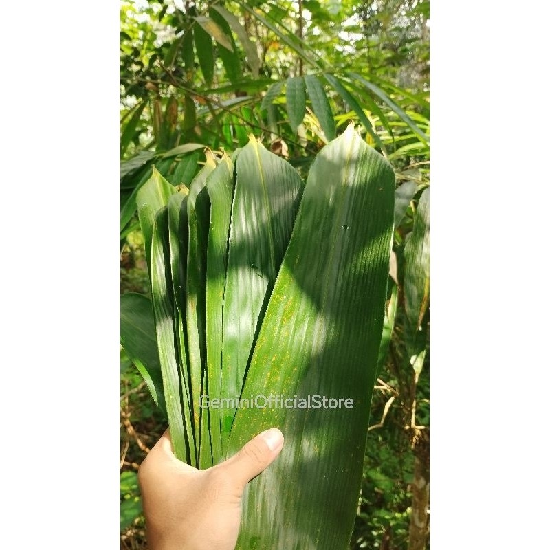 

PROMO 100 Lembar daun bambu bakcang/bacang jumbo segar fresh ukuran 10-11 cm Herbal Store_28