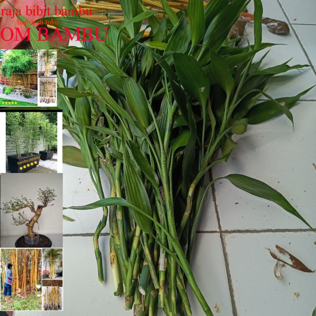 bibit bambu hoki bibit Kole babu cina