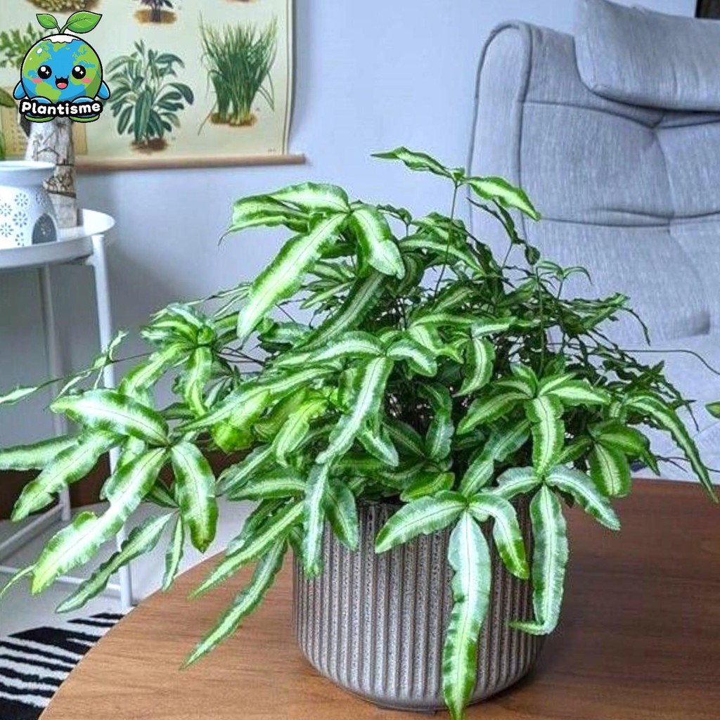 Tanaman Hias – Cretan Brake Fern (Pteris cretica) Pakis Pita Daun Hijau Segar Dekorasi Indoor Elegan
