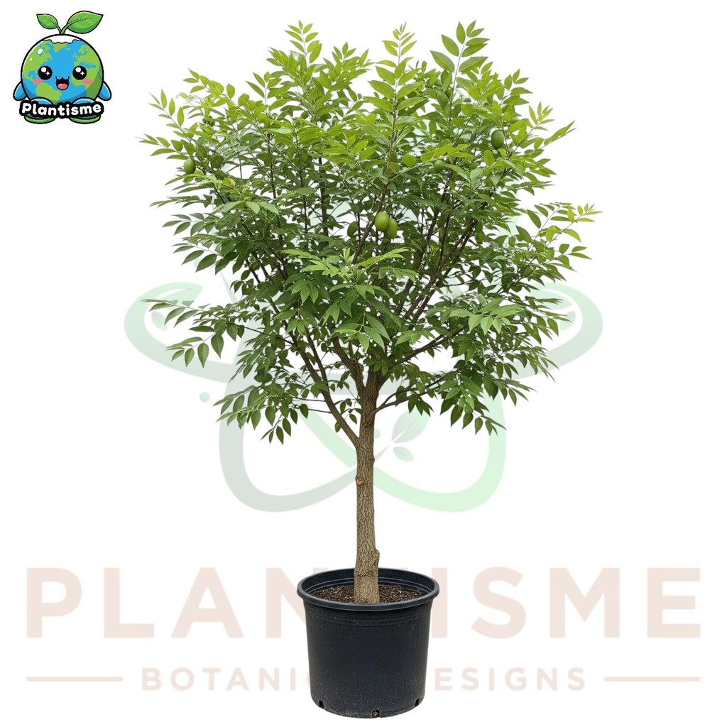 Tanaman Buah – Bidara Ziziphus mauritiana Widara Sidr Arab Pohon Berduri Daun Herbal Obat Tradisiona