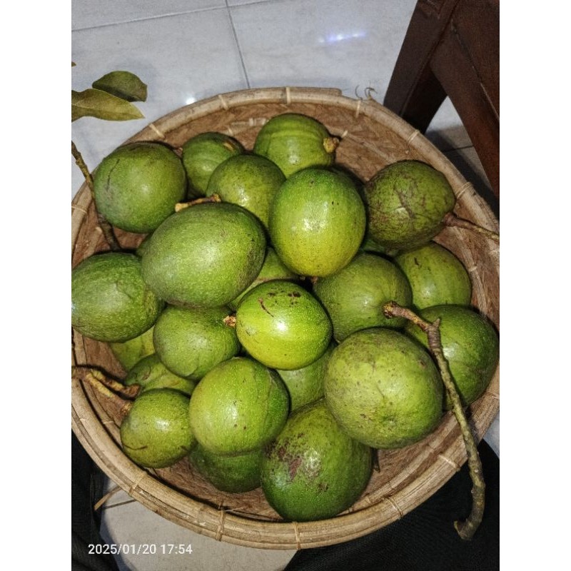 

Alpukat/ Pokat Segar