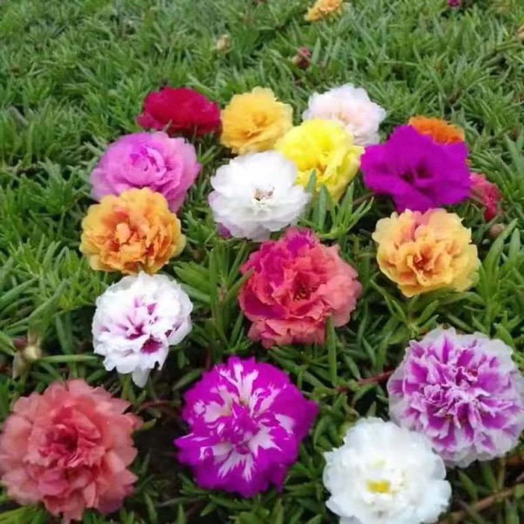 PAKET 4 WARNA MOSSROSE KROKOT BUNGA TUMPUK IMPORT Tanaman hias hidup COD