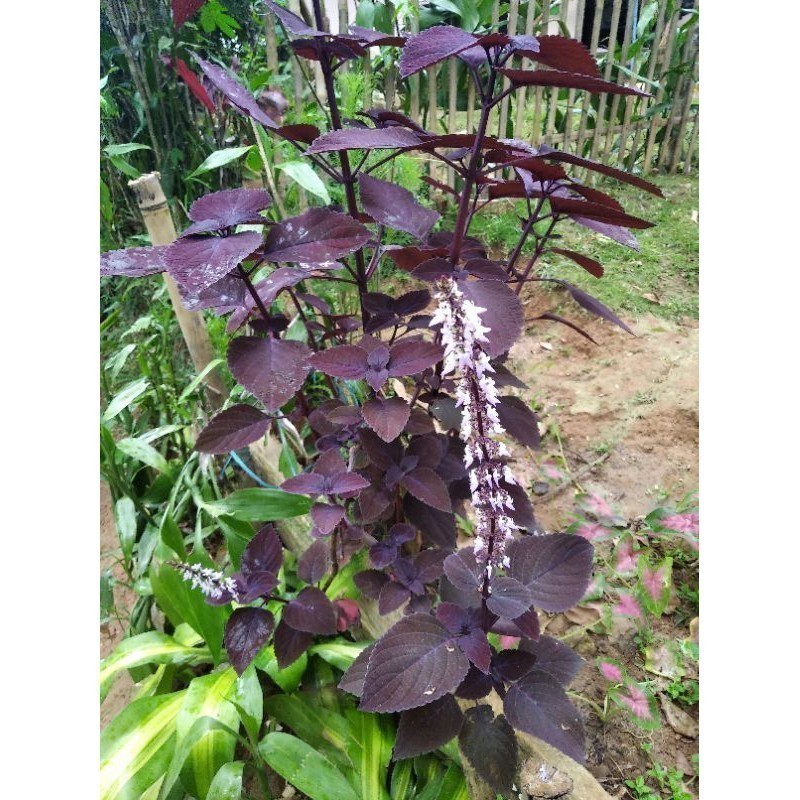 

New Promo Daun miana jawer kotok segar ( 100 gram) COD A.L